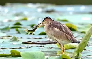 黄苇鳽捉鱼
