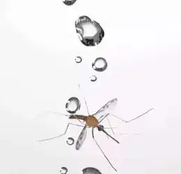 趣味科学为什么雨滴砸不死蚊子你要这么回答
