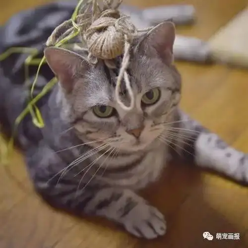 搞笑猫咪图片一箩筐
