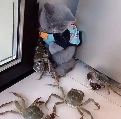 发现猫在角落里一动不动,女子走近后立马拿出手机苍天谁放的
