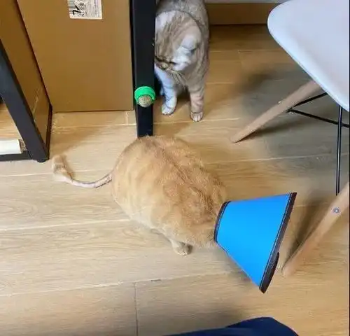 猫趣猫步并非都是霸气而优雅,这只走姿搞笑的橘猫,背后的故事让人动容
