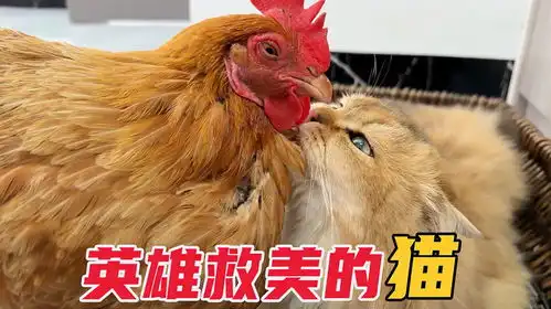 鸭子欺负母鸡,小猫英雄救美,最后结局如何呢搞笑又可爱
