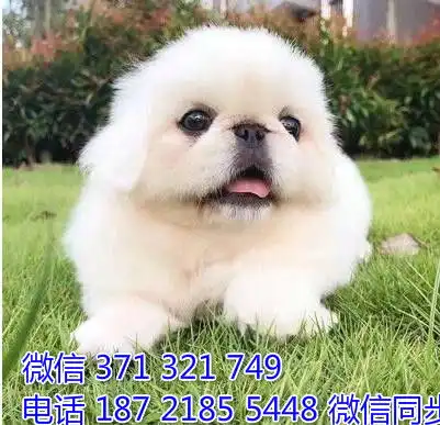 京巴犬出售宠物狗狗宠物犬舍宠物市场狗狗图片买卖狗狗灸
