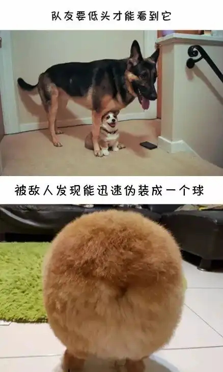 如果有一天让柯基成为警犬,大概是这样吧
