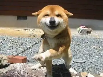 哥只想安安静静的做一个胖子
