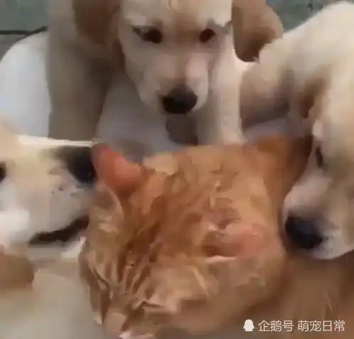 家里来了小猫咪狗子们狂亲,一分钟后猫咪的反应太搞笑

