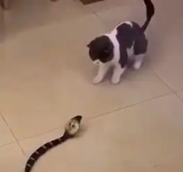 爆笑gif趣图小猪佩琪头上纹,掌声送给社会人
