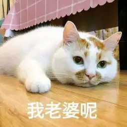 请问谁知道这是什么品种的猫咪吗
