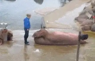 幽默搞笑段子集海狮君为了减肥仰卧起坐都做了,突然无法直视
