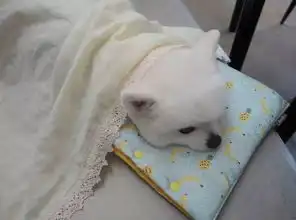 背景图头像狗狗头像
