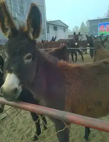 东莞广灵驴泌阳驴佳米驴今日价格