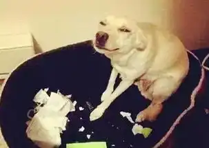 狗狗撕家,除了生气和搞笑,我更担心的是这件事......
