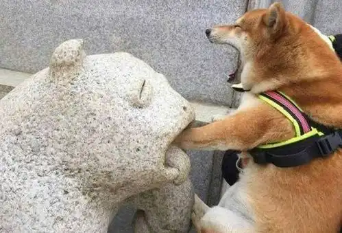 新手最好别碰柴犬,容易被气哭
