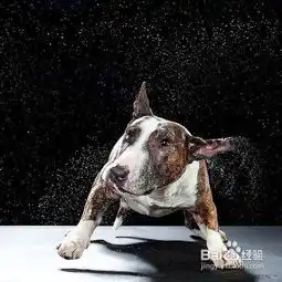 犬传染性结肠炎
