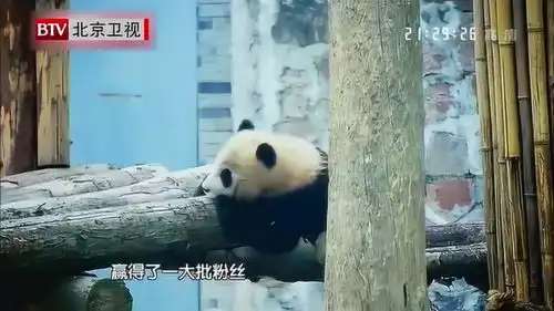 熊猫宝宝太顽皮,也真的是很让奶爸头疼呢
