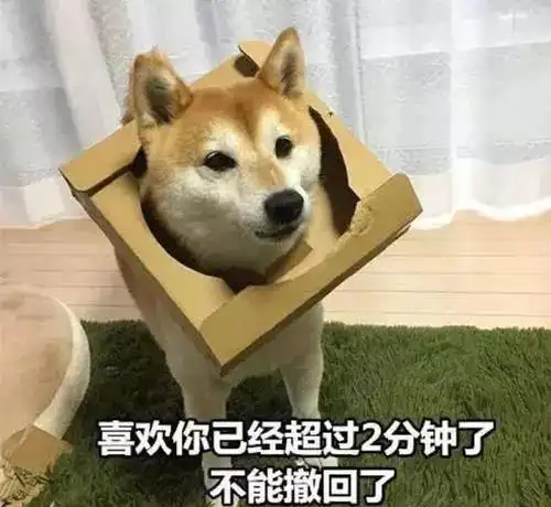 狗狗性格分类,暖男型佛系型粘人型你家狗狗是哪种
