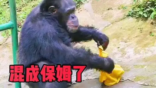 搞笑视频这年头工作不好找啊,猴子都出来打工了
