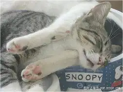 搞笑猫咪可爱睡姿
