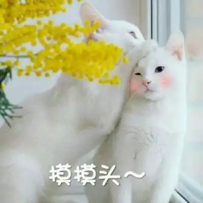 最火最搞笑的动物头像带字2018最新可爱的猫咪微信头像
