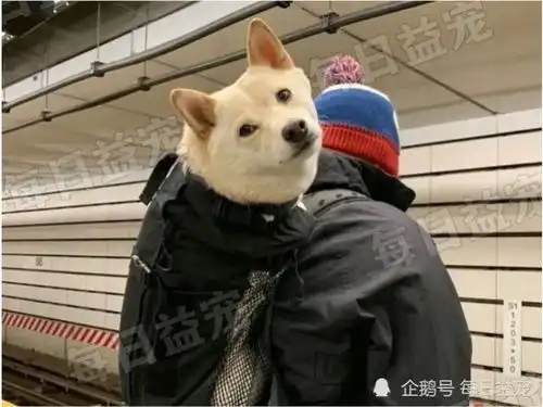 为了能带狗狗上地铁,纽约市民也是拼了,狗狗我还能行
