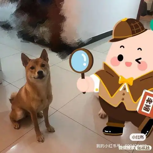 寻狗启事寻猫启示宠物走失寻宠信息20220710
