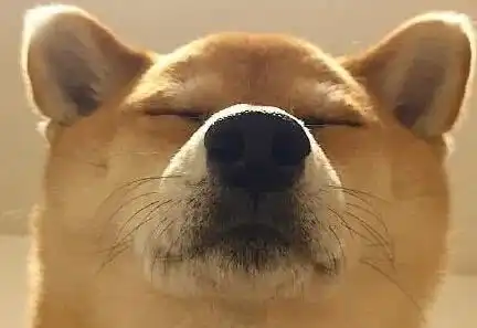 爆笑萌宠狗狗表情包,二哈的神之藐视
