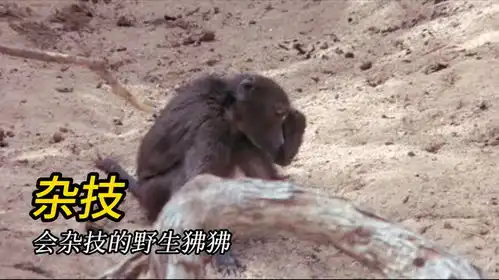搞笑的动物们耍杂技的狒狒演技派的鸭子
