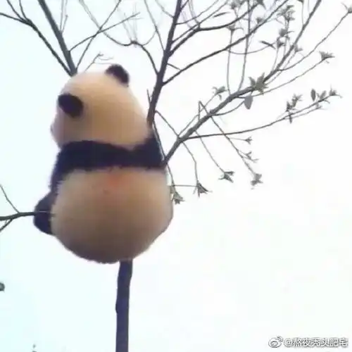 咕噜咕噜软软糯糯的可爱鬼
