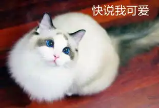 有趣我怀疑我的室友过分有趣,证据已掌握
