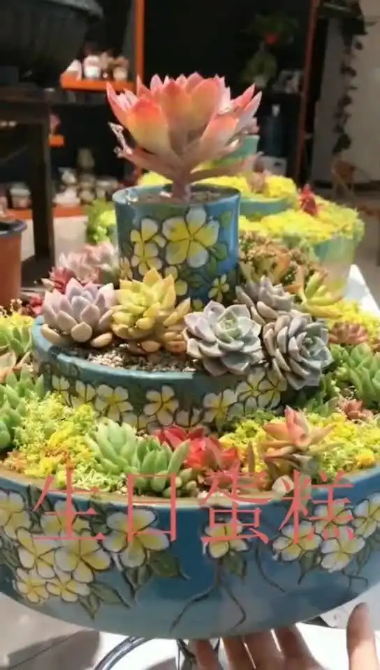 多肉植物生日蛋糕
