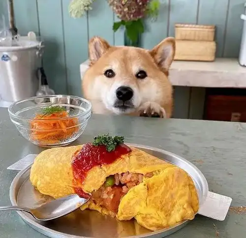 日本馋嘴柴犬入镜主人做的美食照片,把网友们都馋哭了
