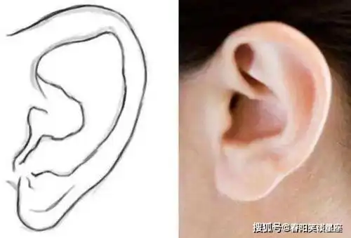 心理测试三种耳朵,哪一种最有福气测你婚后旺夫旺子命有多强
