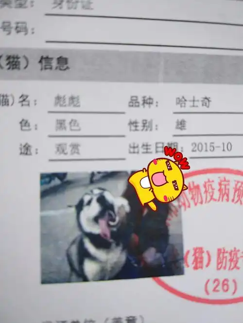 办个狗证,结果照片上还有我
