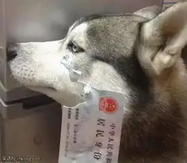 搞笑段子你们自己报数,我不识数喊多了怕我妈吃亏
