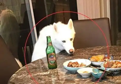 二哈因腿短无法偷吃美食,仰天长叹表情超搞笑,网友心疼狗子
