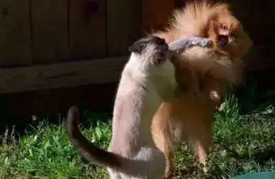 救命被猫抓出血了,到底要不要打狂犬
