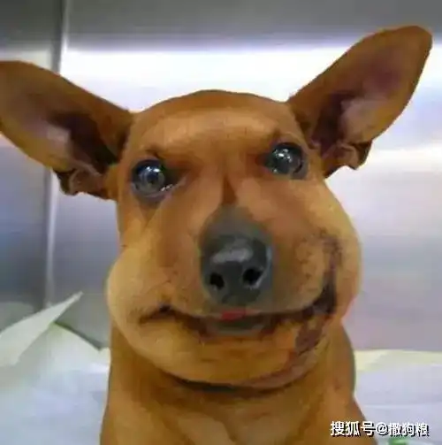 宠物搞笑大集锦来啦,看完直接笑喷了
