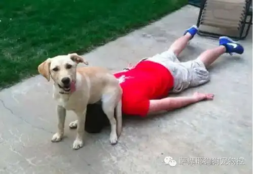 超黏人20只走到哪黏到哪的汪星人,尤其第6只真是超大电灯泡
