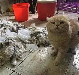 馋猫伸爪偷鱼,被逮个正着,闹别扭的小表情让让主人又好气又好笑
