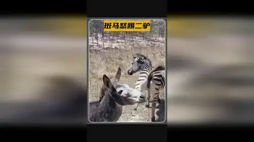 斑马抬起后蹄怒踢二驴,太搞笑了
