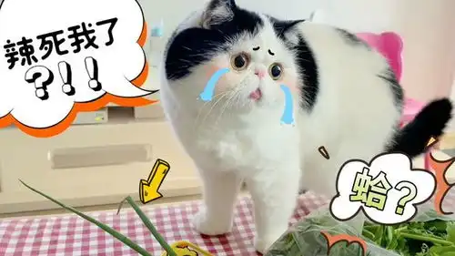 猫咪能有多欠咬了一口葱,辣的它破口大骂太搞笑了
