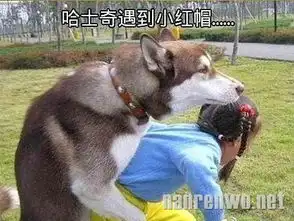 搞笑动物之图文解析哈士奇与狼的区别7
