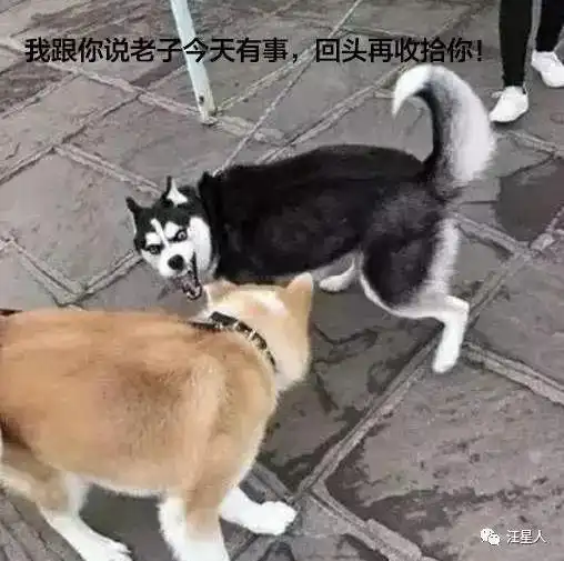 跟你讲个笑话哈士奇把藏獒打残了
