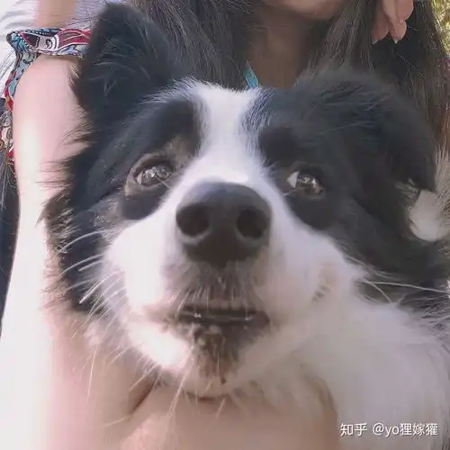 你有没有比较搞笑的狗狗图片
