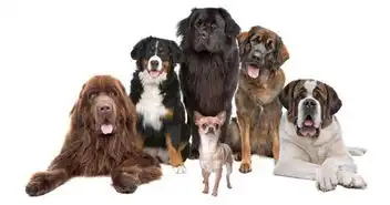 趴着伸出舌头搞怪的几种宠物犬大狗高清白背景图片素材下载
