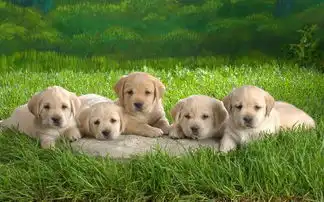 谁能找到一个图片草坪为背景的,上面有四个小狗
