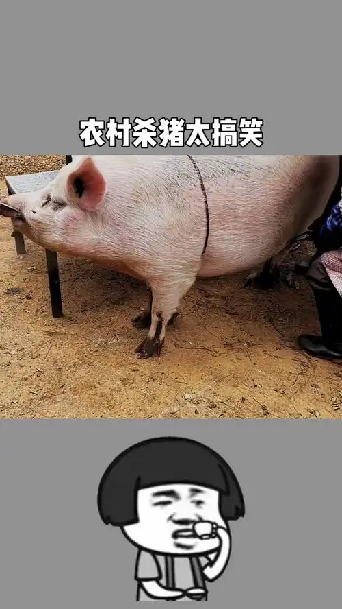 农村杀猪太搞笑
