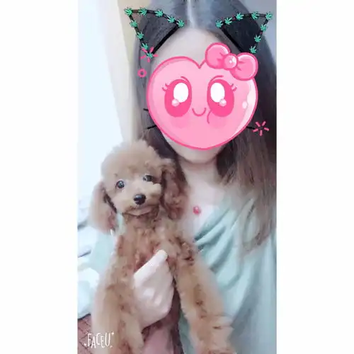 1.17寻猫狗启事
