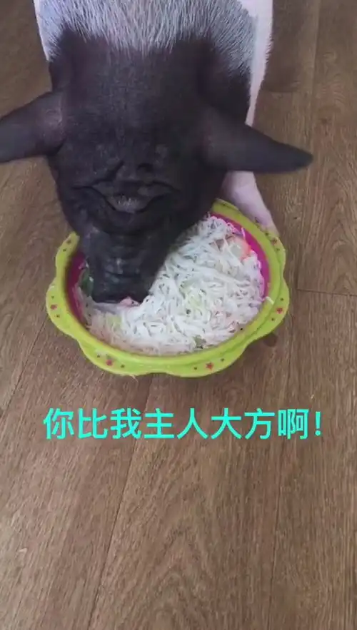 这只猪吃东西的样子真的太可爱了,而且饭量很大
