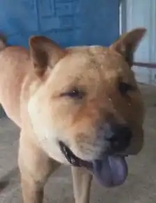 狗狗被蜜蜂蜇到脸肿,一见主人就笑,土狗是蜜蜂先动手
